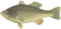 Black bass
