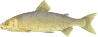 Coregonus albellus