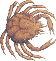 Crab 2
