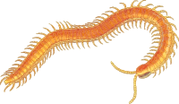 Centipede