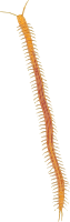 Centipede 2