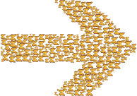 Butterflies Arrow