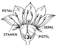 Flower parts