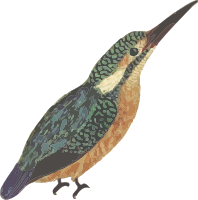 Kingfisher (isolated)