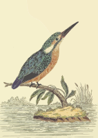 Kingfisher (with background)