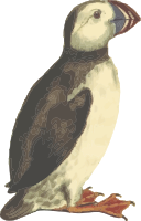 Puffin (isolated)