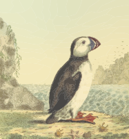 Puffin (with background)
