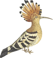 Hoopoe (isolated)