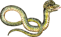 Peculiar snake