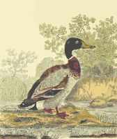 Mallard (with background)
