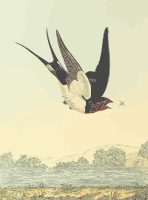 Barn swallow (with background)