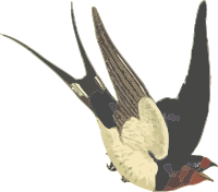 Barn swallow (isolated)