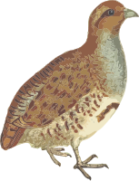 Grey partridge (isolated)