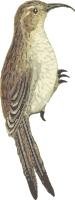 Common treecreeper (isolated)