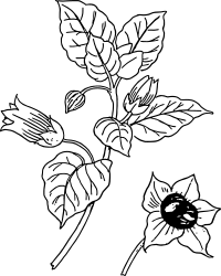 Belladonna