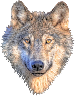 Wolf Head