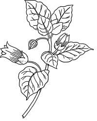 Belladonna