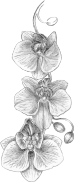 Orchid Sketch
