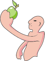 Bald Man And The Apple