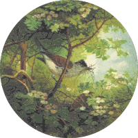 Circular blackcap drawing
