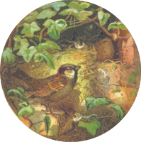 Circular house sparrow drawing