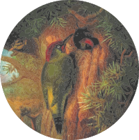 Circular woodpecker drawing