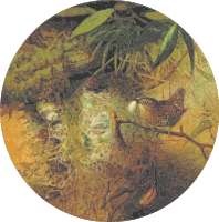 Circular wren drawing
