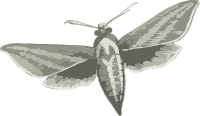 Elephant hawk moth (greyscale)