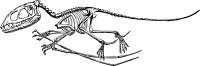 Pterodactyle