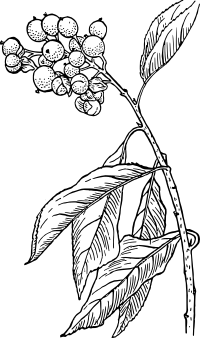 Bittersweet