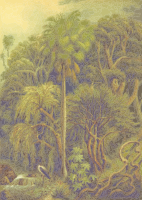 Jungle vegetation