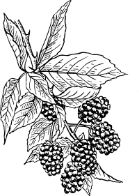 Blackberry