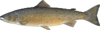 Salmon 2