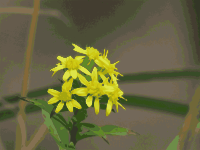 Yellow flower
