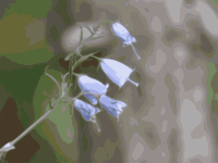 Purple flower