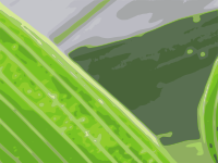 Bamboo leaf-Sasa