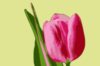 Tulip