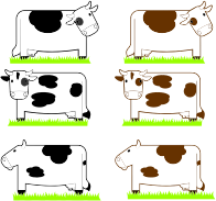 Black And Brown Cows With Grass