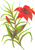 Flower 3