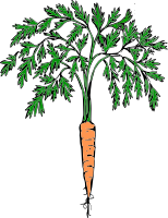 Orange carrot