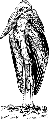 Adjutant