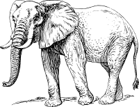 Elephant