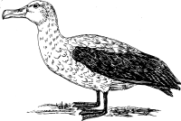 albatross