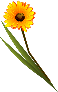 flowers-gerbera