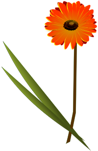 flowers gerbera