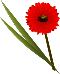 Flowers Gerbera
