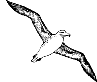 albatross 2