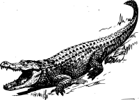 Alligator