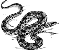 anaconda