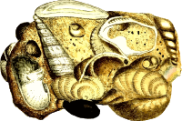 Calcareous sandstone